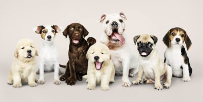 a group of dogs sitting next to each other.