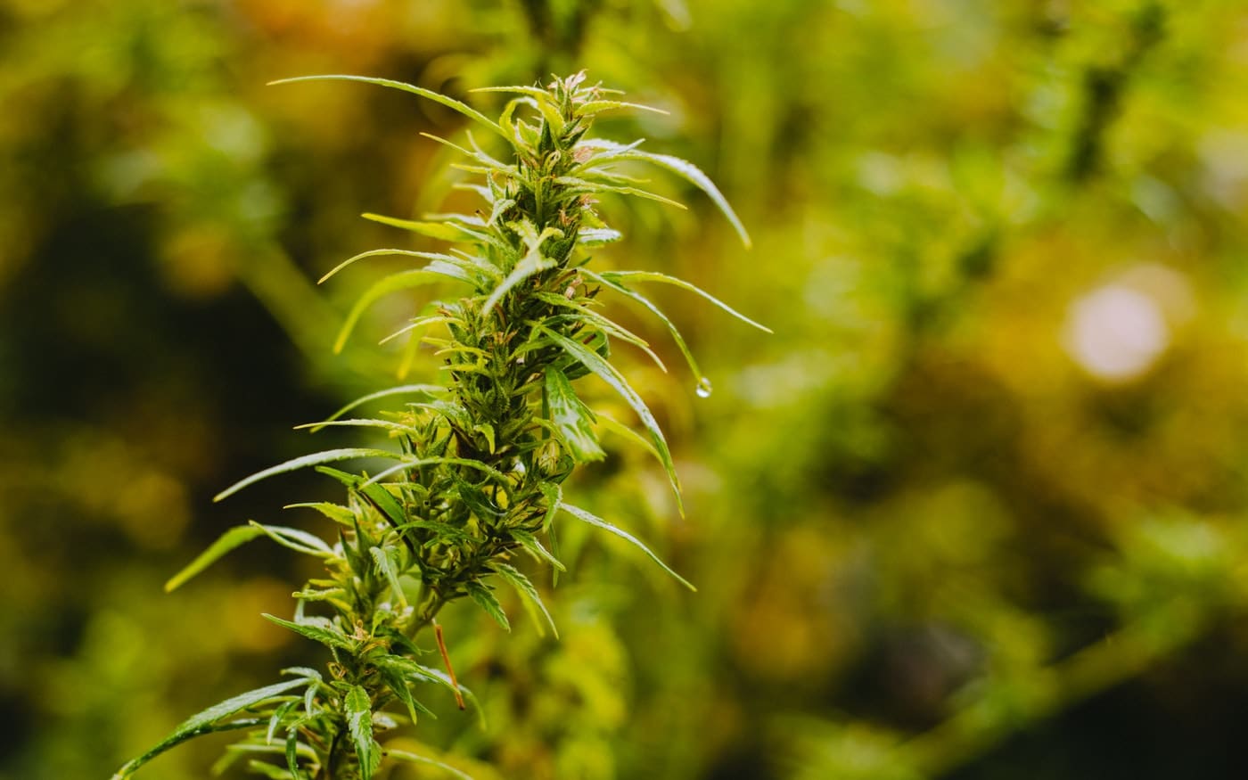 a close up of a plant with lots of leaves.