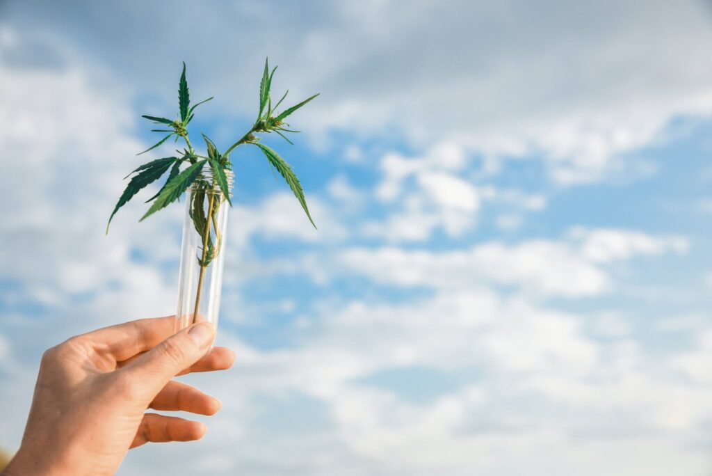 a person holding up a small plant in the air.