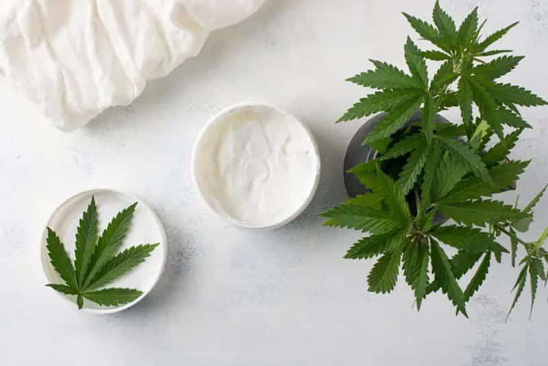 a potted plant next to two small bowls of cream.