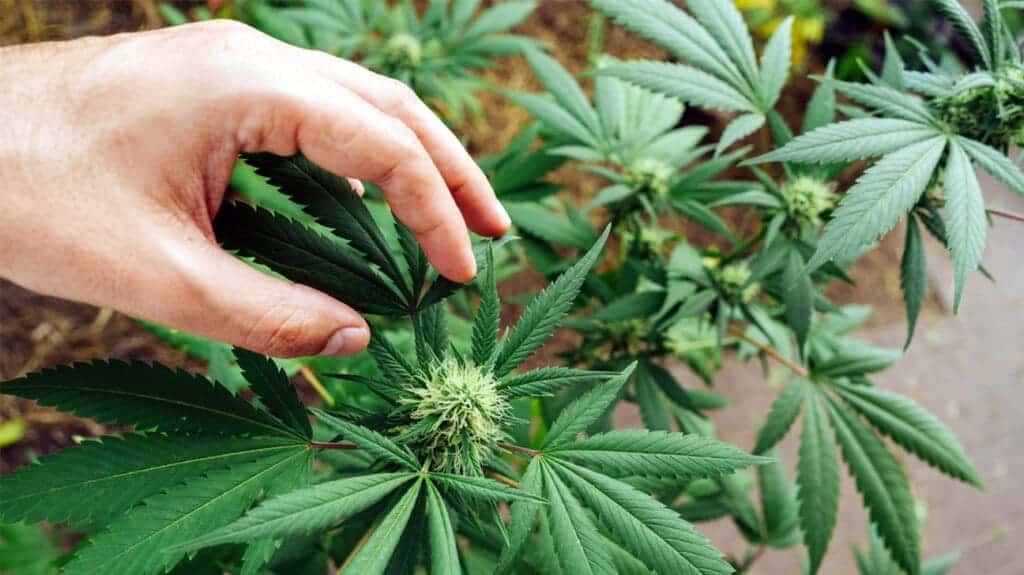 a person holding a marijuana plant in their hand.