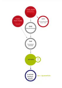 Flowchart detailing folate conversion, beginning with folate sources and culminating in 5-MTHF Methylfolate, featuring steps like DHF, THF, and MTHFR; included in Vitakruid – Multi Day & Night® Mama (2 x 30 Tablets).